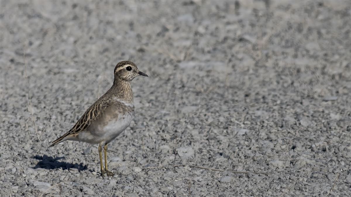 Eurasian Dotterel