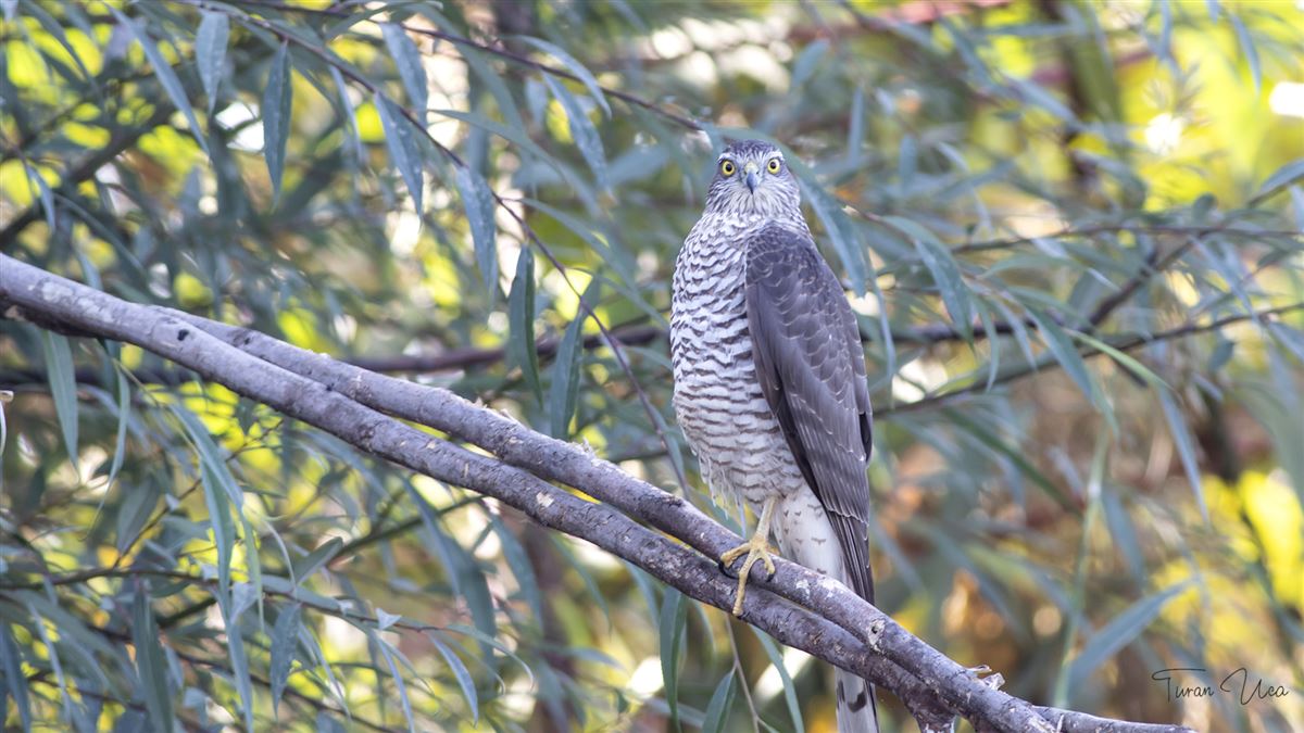 Eurasian Sparrowhawk
