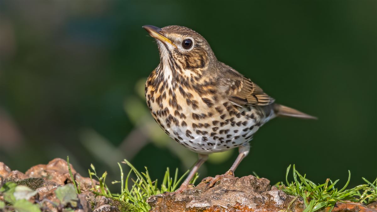 Song Thrush