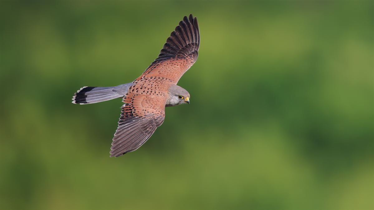 Common Kestrel