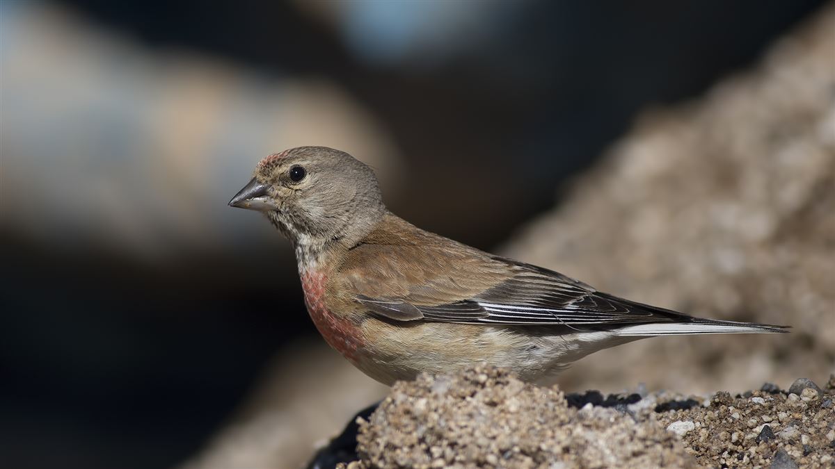 Common Linnet