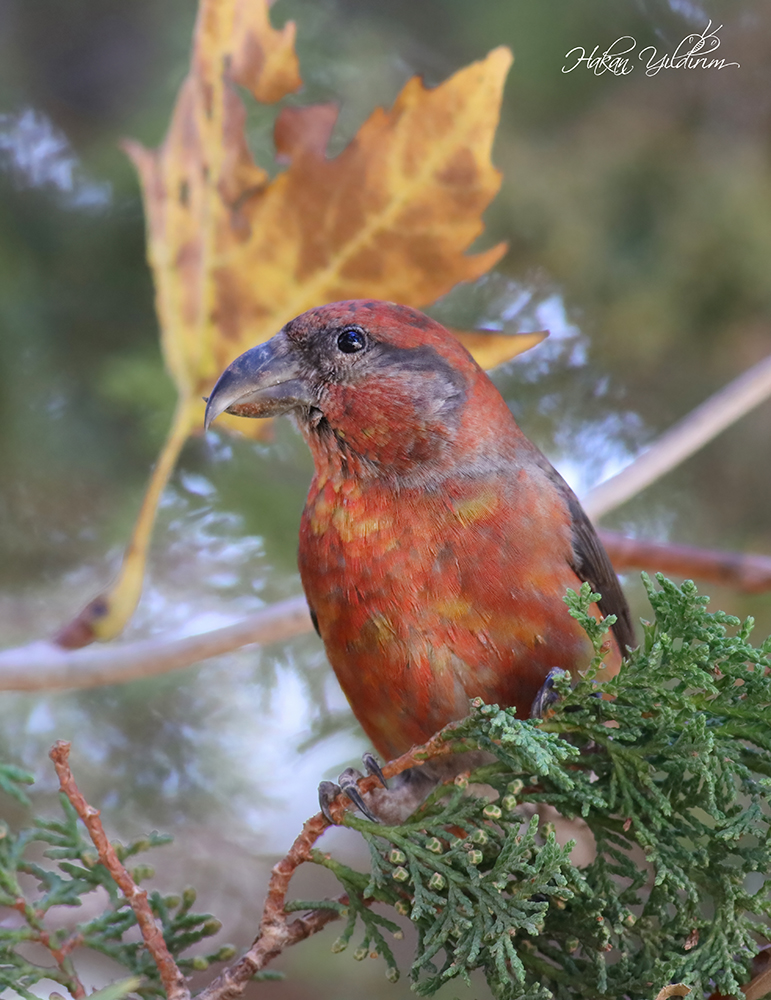 Red Crossbill
