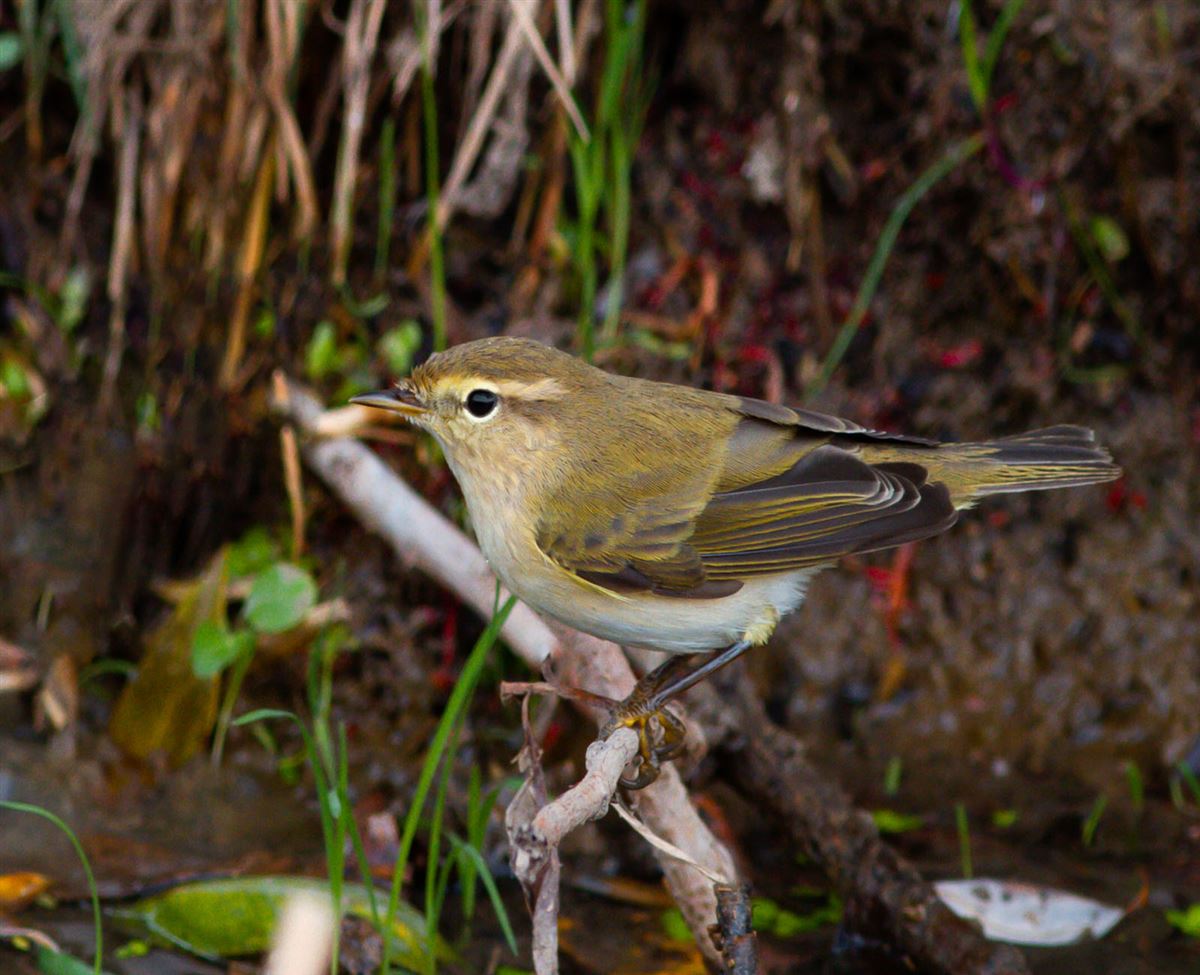 Common Chiffchaff