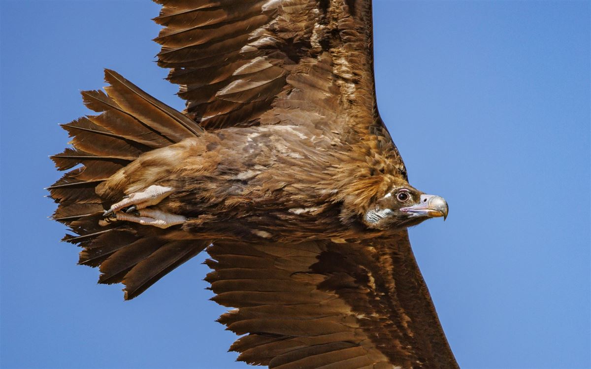 Cinereous Vulture