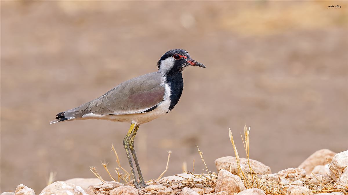 Red-wattled Lapwing