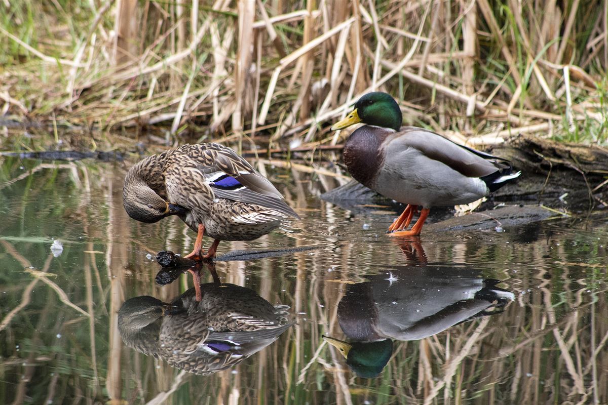 Mallard