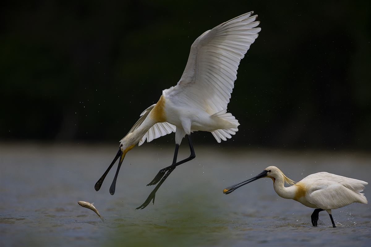 Eurasian Spoonbill