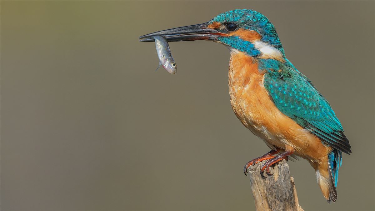 Common Kingfisher