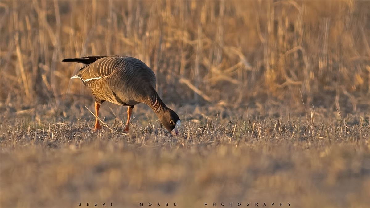 Lesser White-fronted Goose