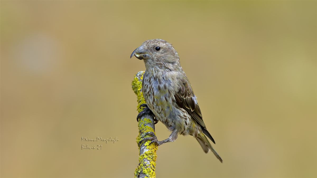 Red Crossbill