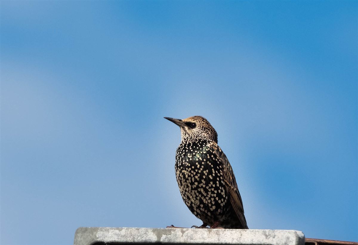 Common Starling