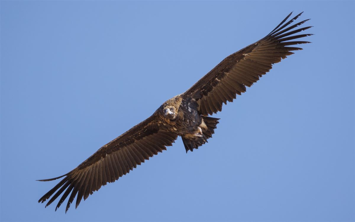 Cinereous Vulture