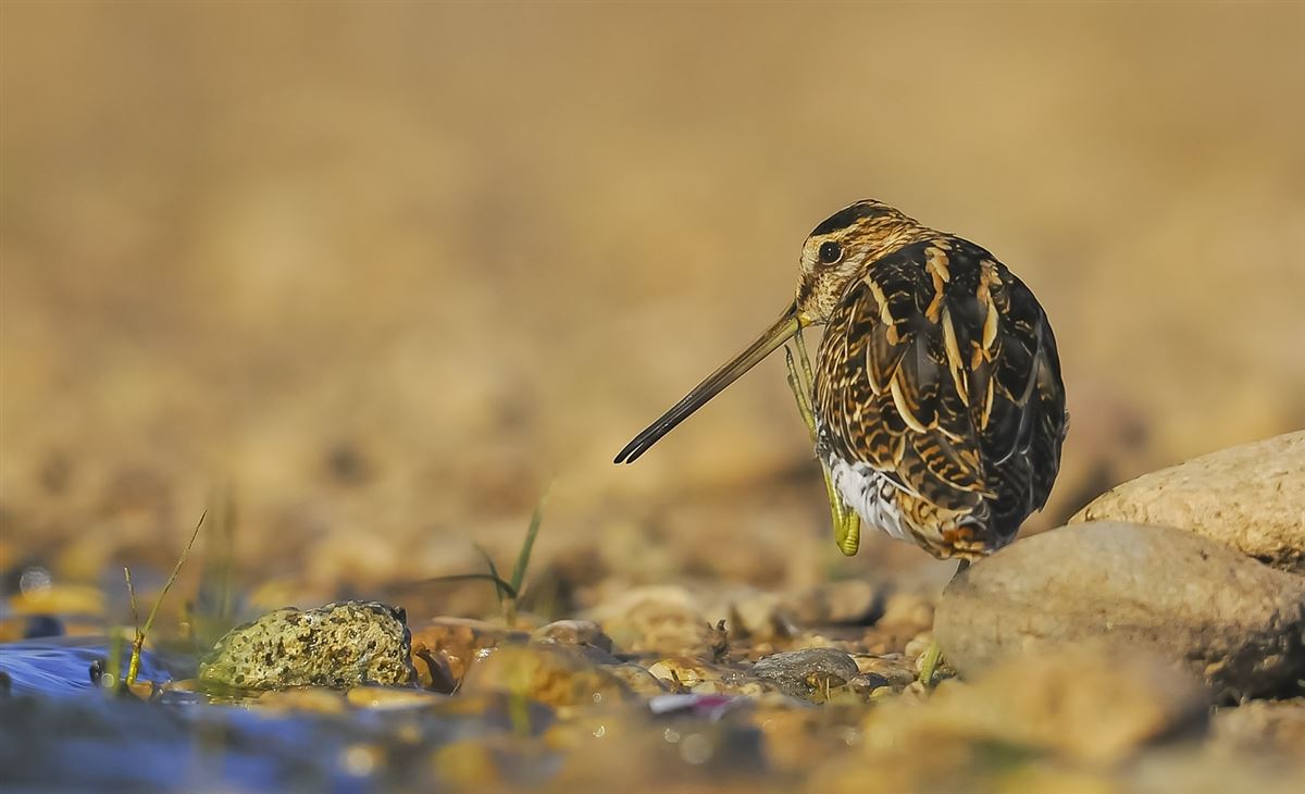 Common Snipe