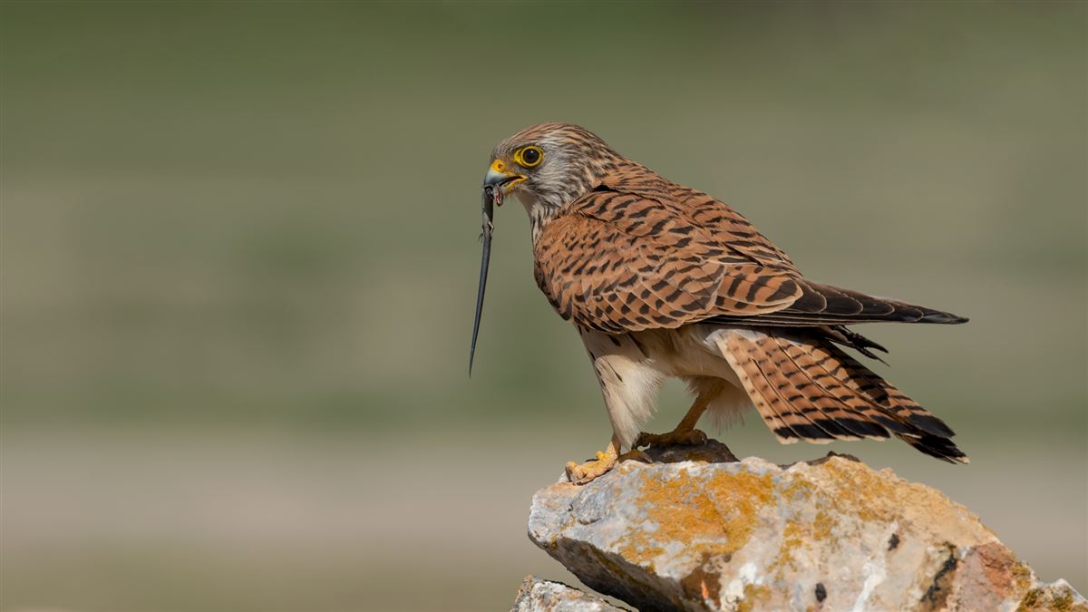 Lesser Kestrel