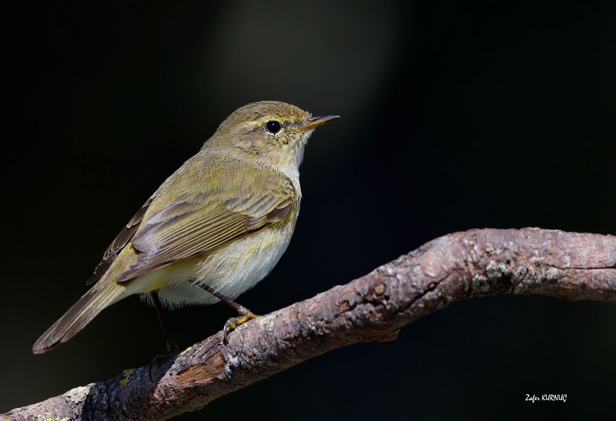 Common Chiffchaff