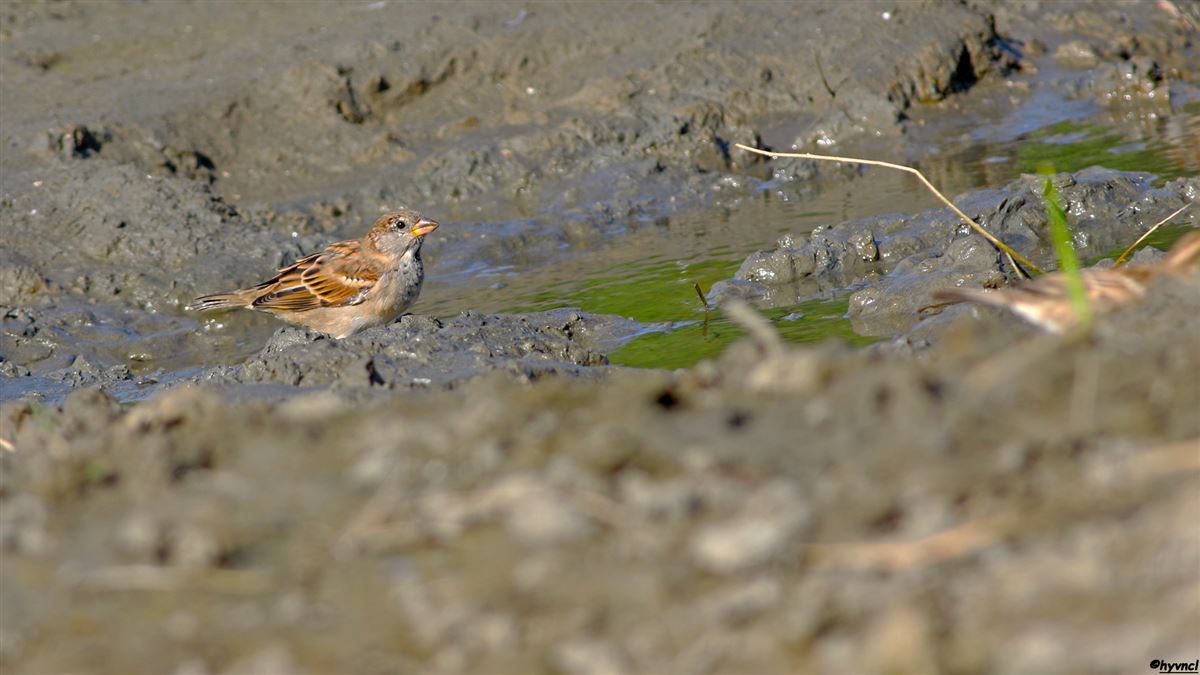 House Sparrow