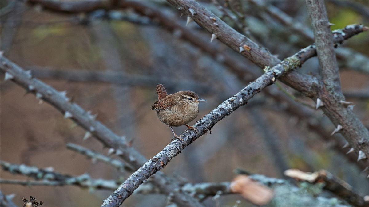 Eurasian Wren