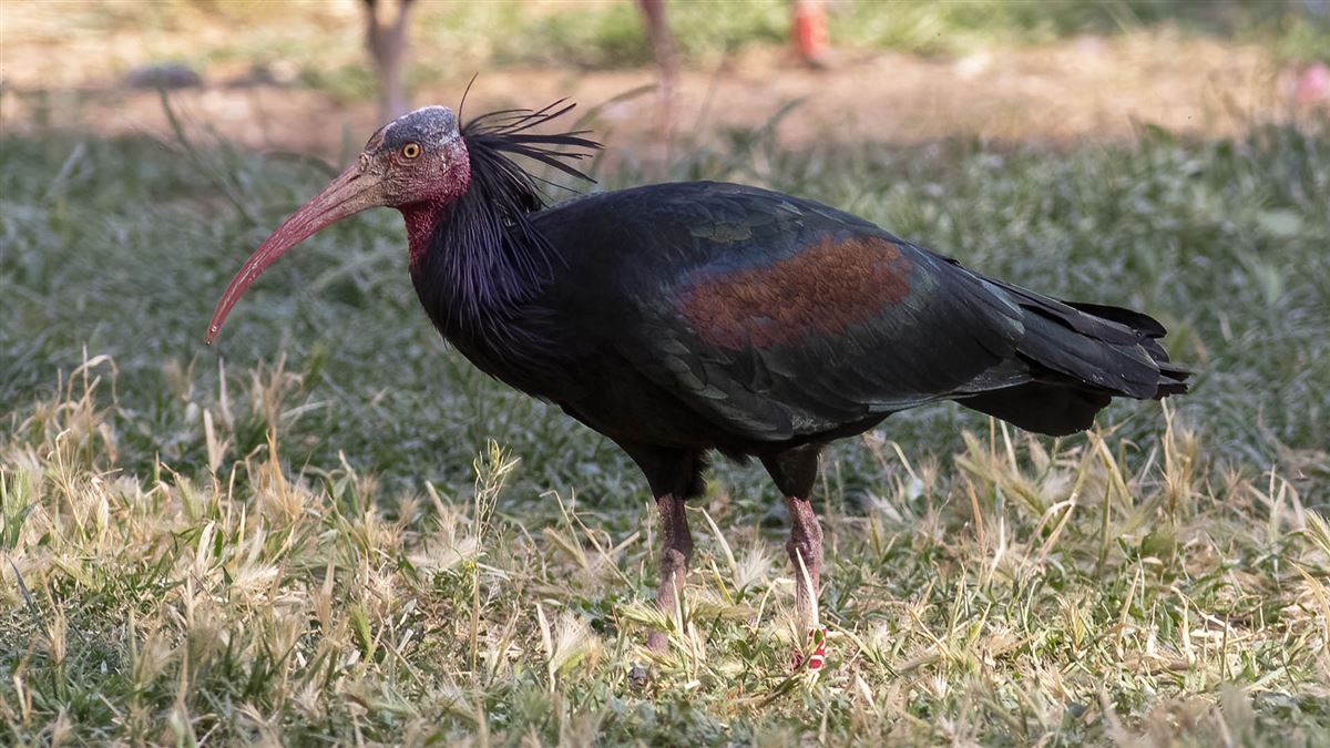 Northern Bald Ibis