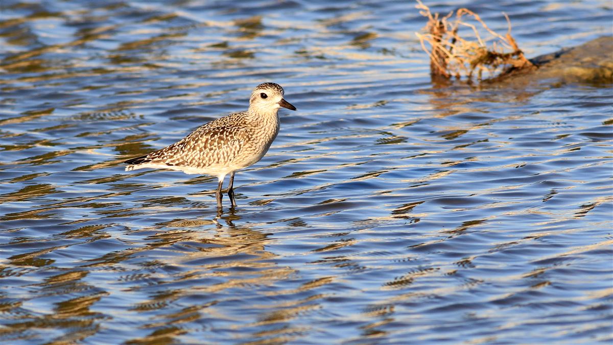 Grey Plover
