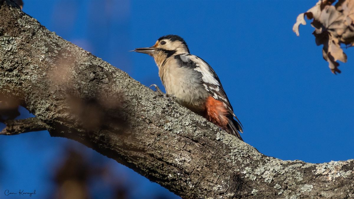 Syrian Woodpecker