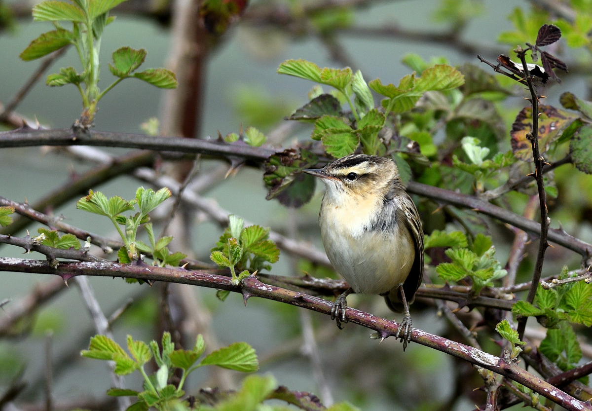 Sedge Warbler