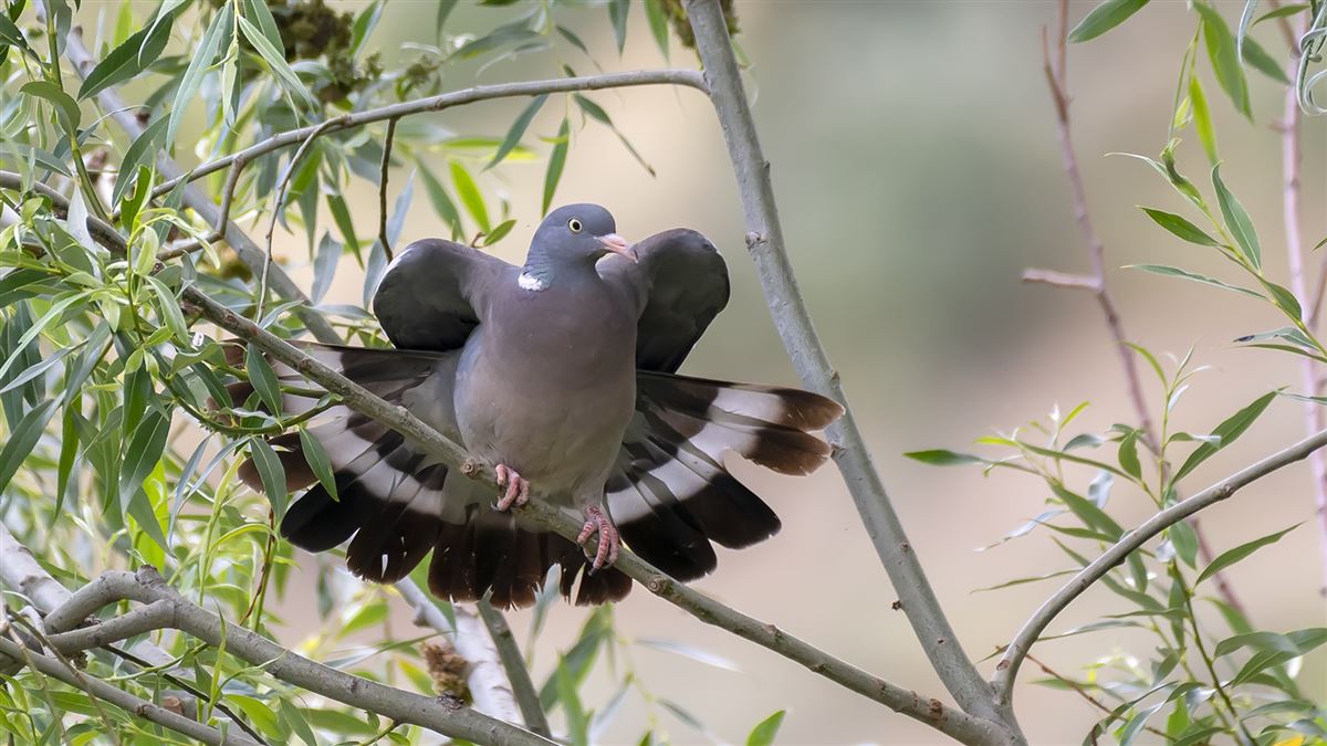 Common Wood Pigeon