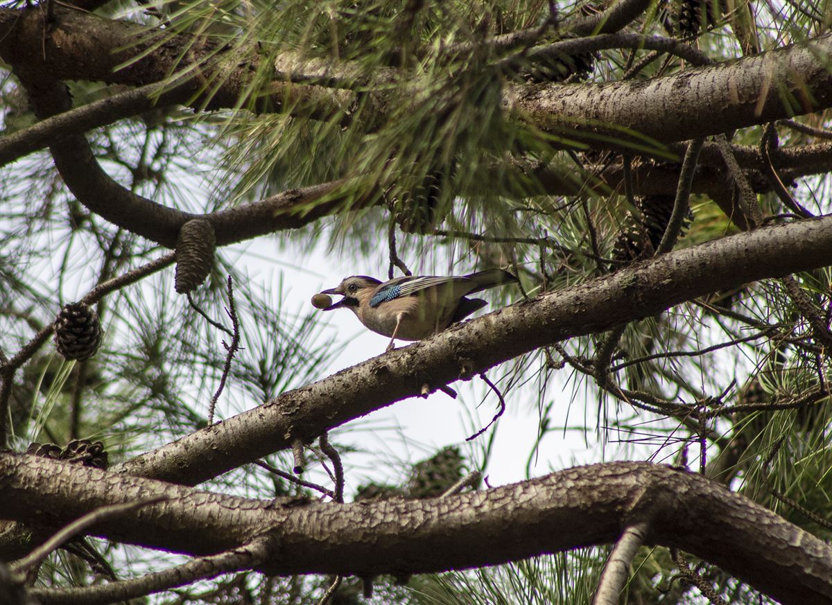 Eurasian Jay