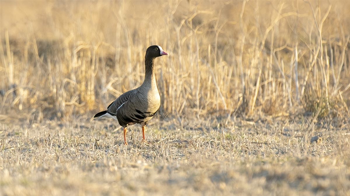 Lesser White-fronted Goose