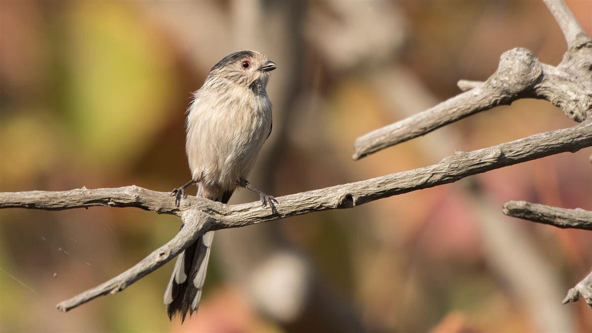 Long-tailed Tit