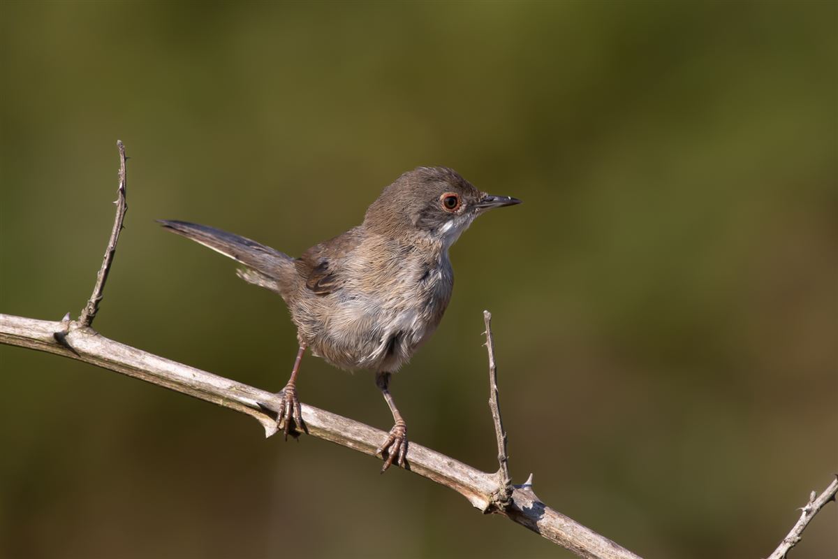 Sardinian Warbler