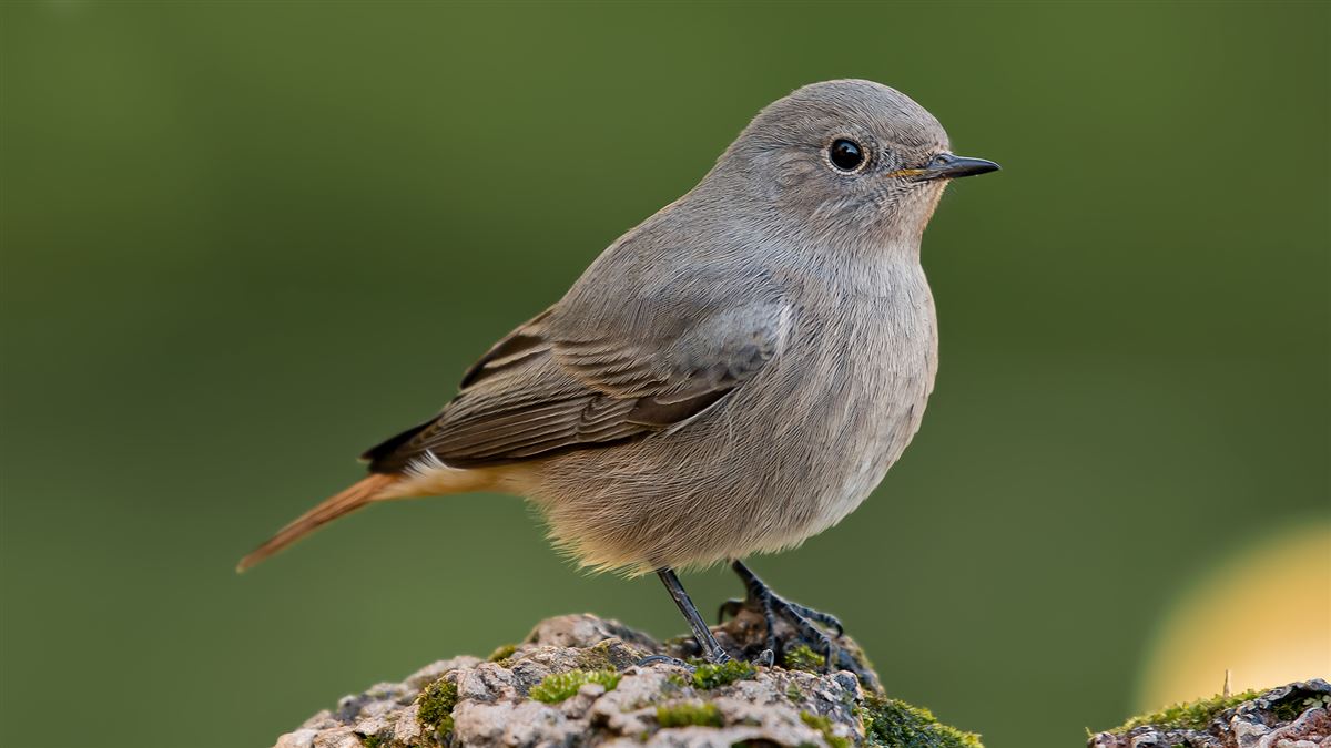 Black Redstart