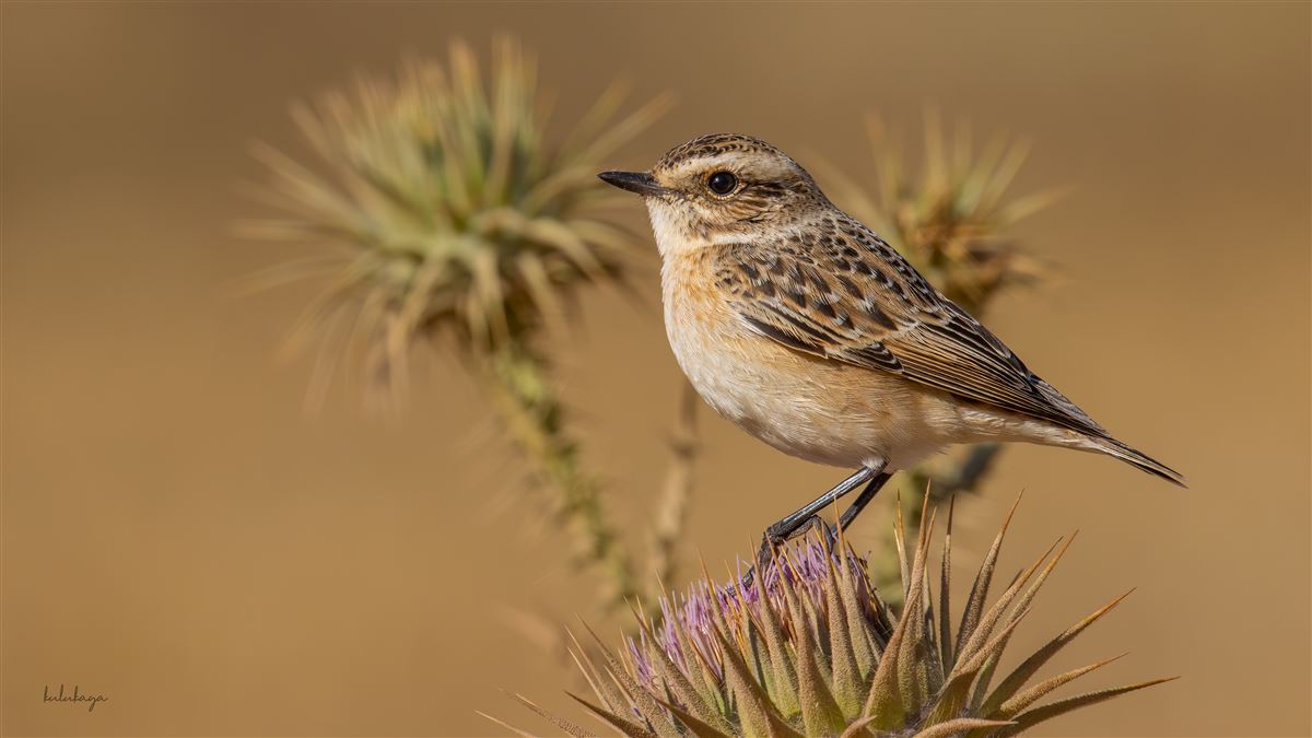 Whinchat
