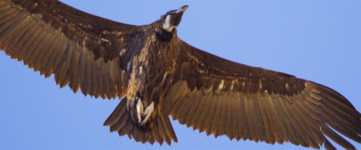 Cinereous Vulture