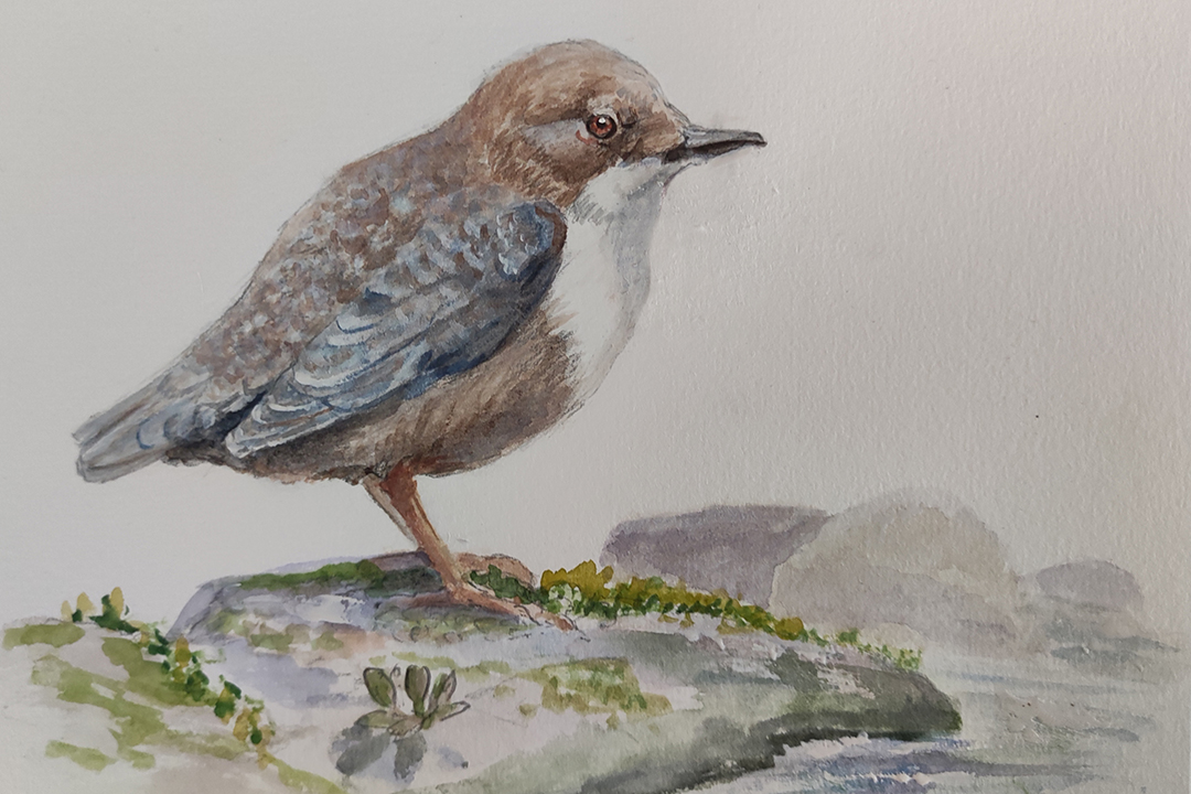 White-throated Dipper