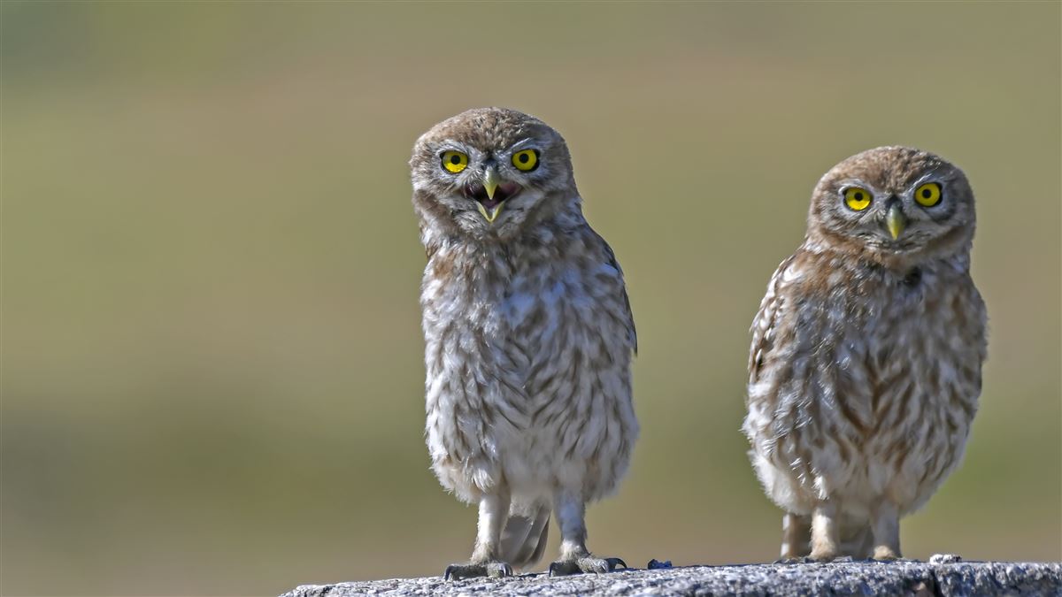 Little Owl