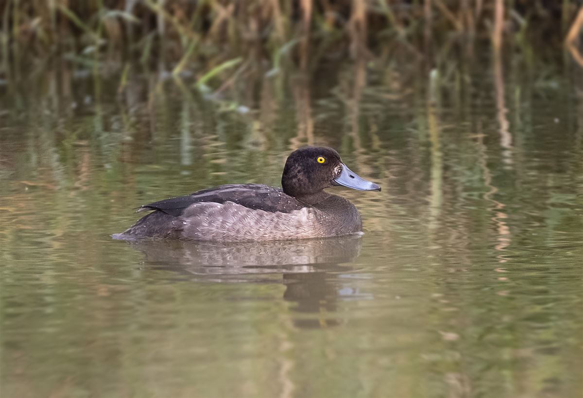 Tufted Duck