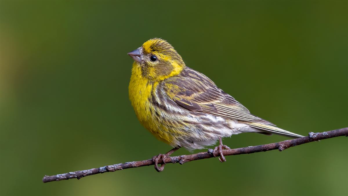 European Serin