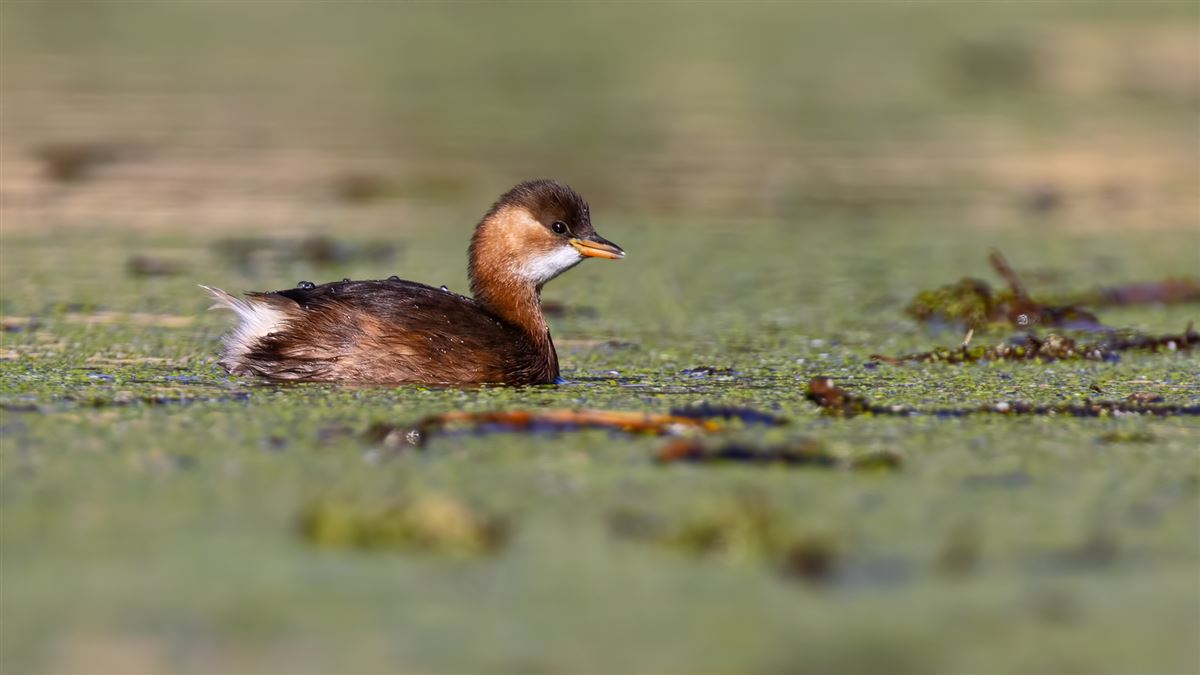 Little Grebe