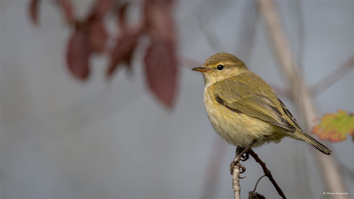 Common Chiffchaff