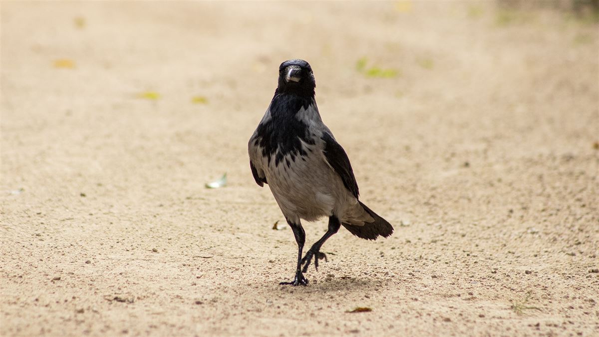 Hooded Crow