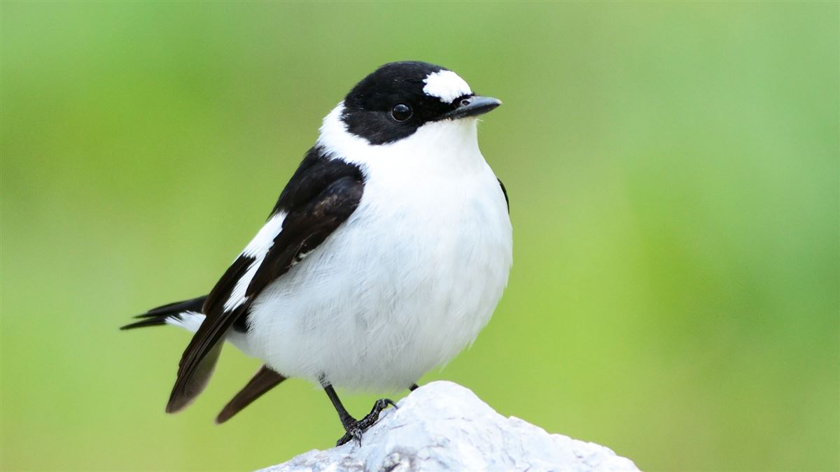 Collared Flycatcher