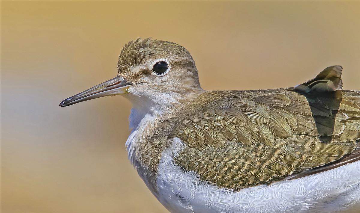 Common Sandpiper