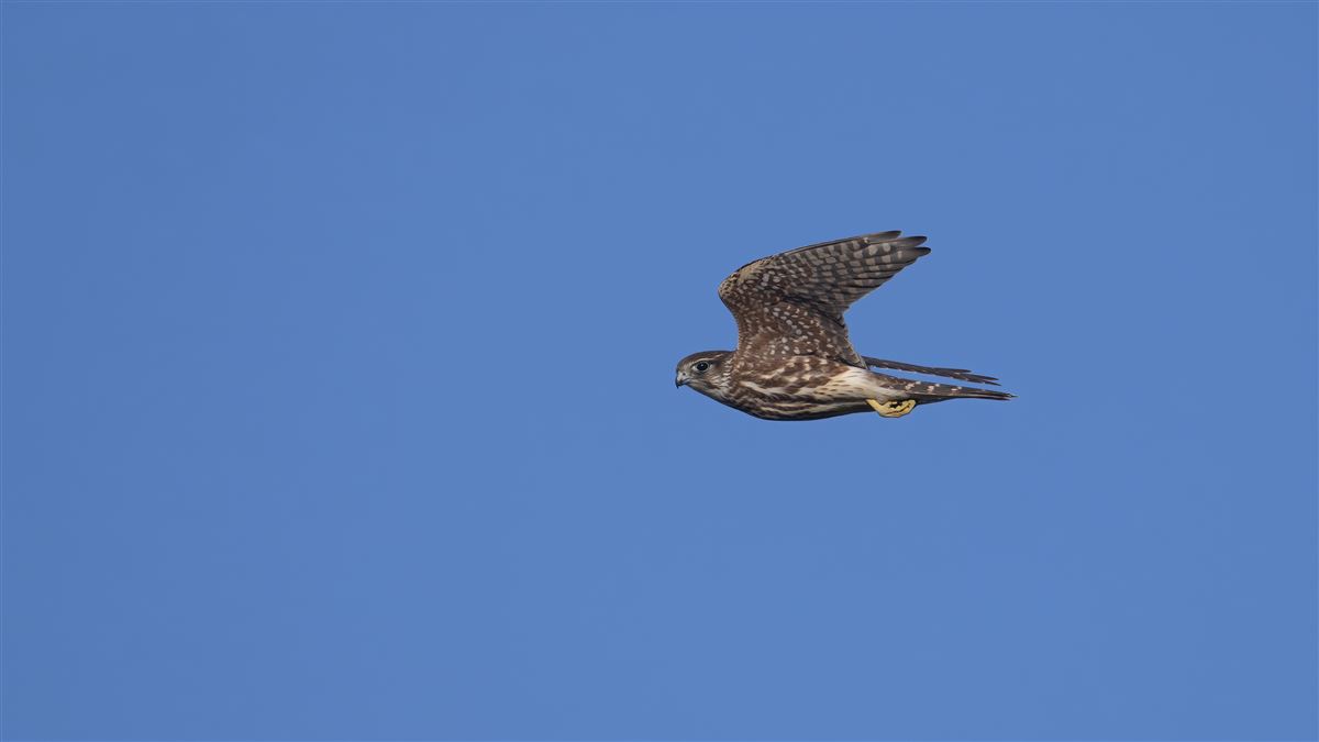 Merlin