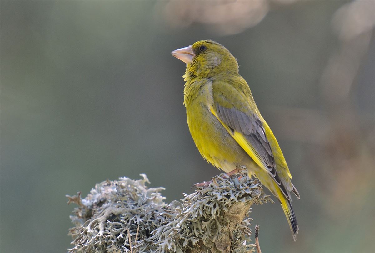 European Greenfinch