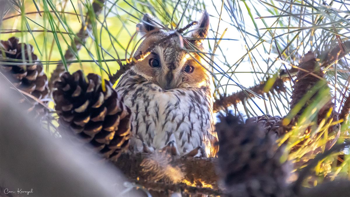 Long-eared Owl