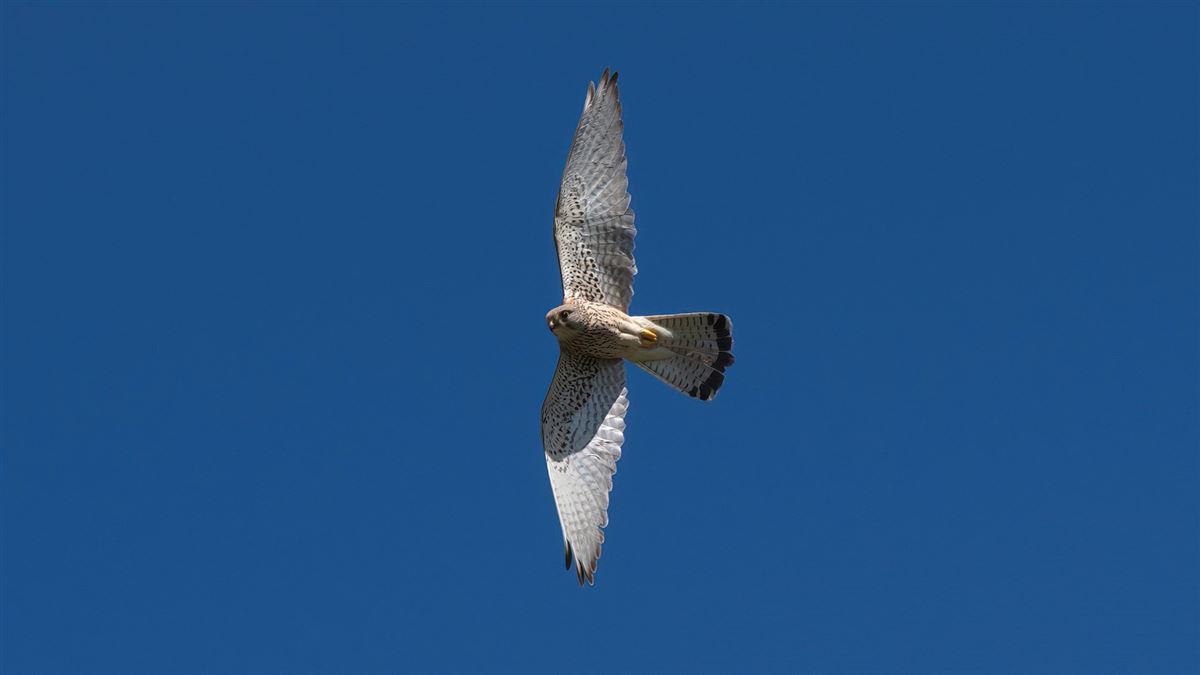 Common Kestrel