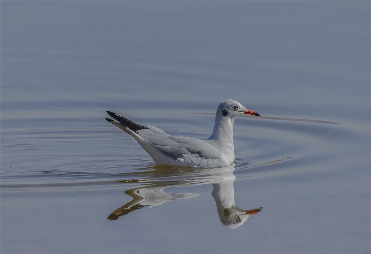 Black-headed Gull