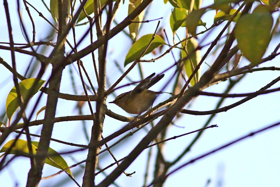 Pallas`s Leaf Warbler