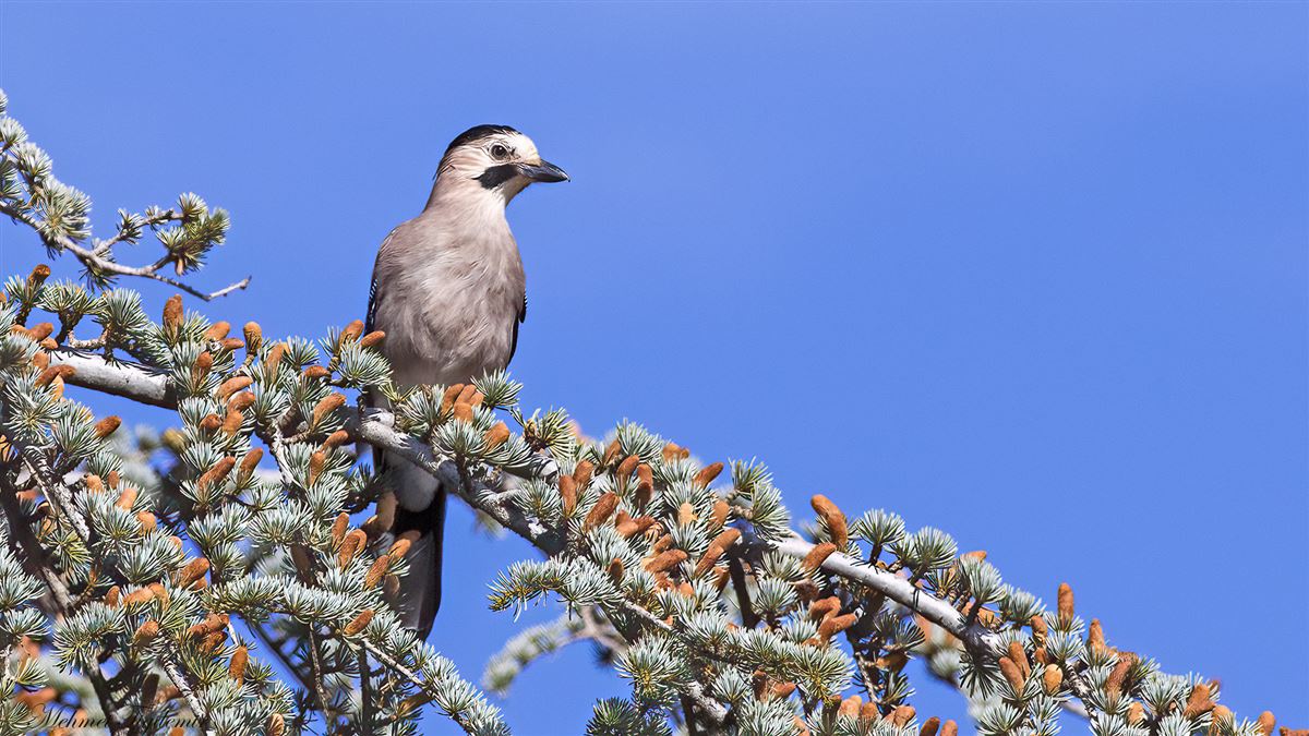 Eurasian Jay
