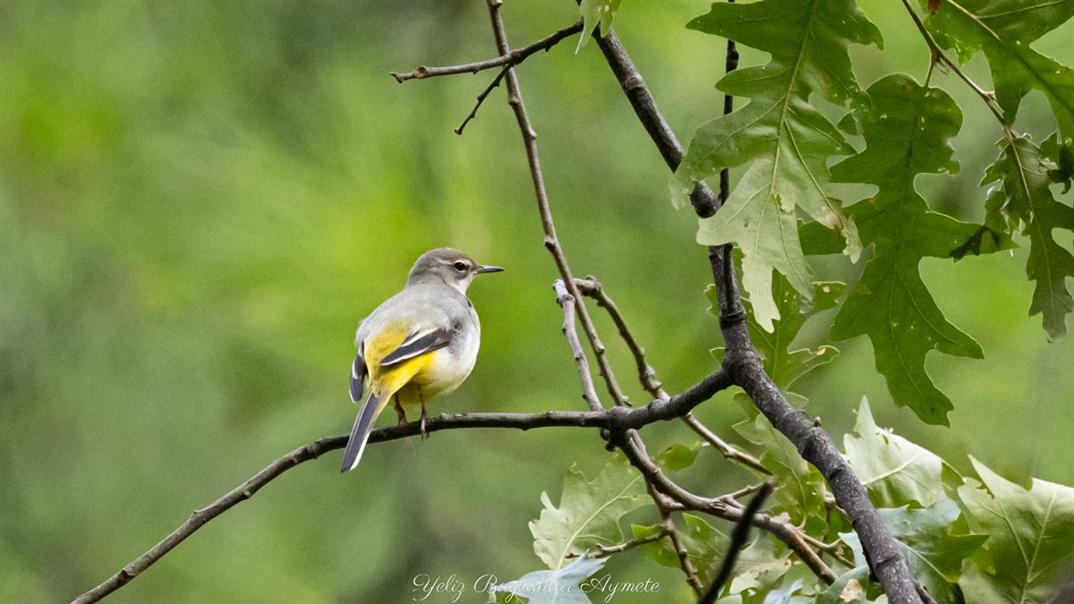 Grey Wagtail